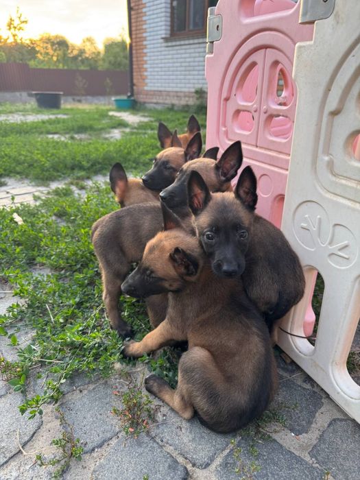 Щенки Малинуа от крупных родителей