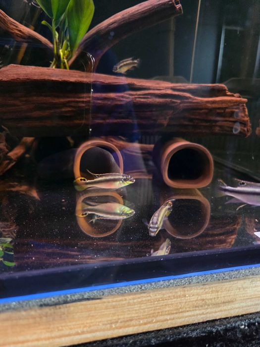 Barwniaki młode rybki