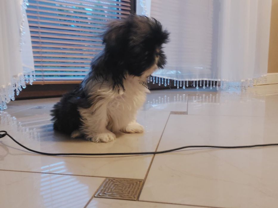 Suczka shih tzu tri color
