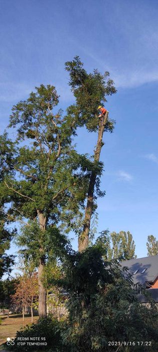 Зрізка дерев.Спилювання складних дерев.Корчування пнів.Обрізка дерев.