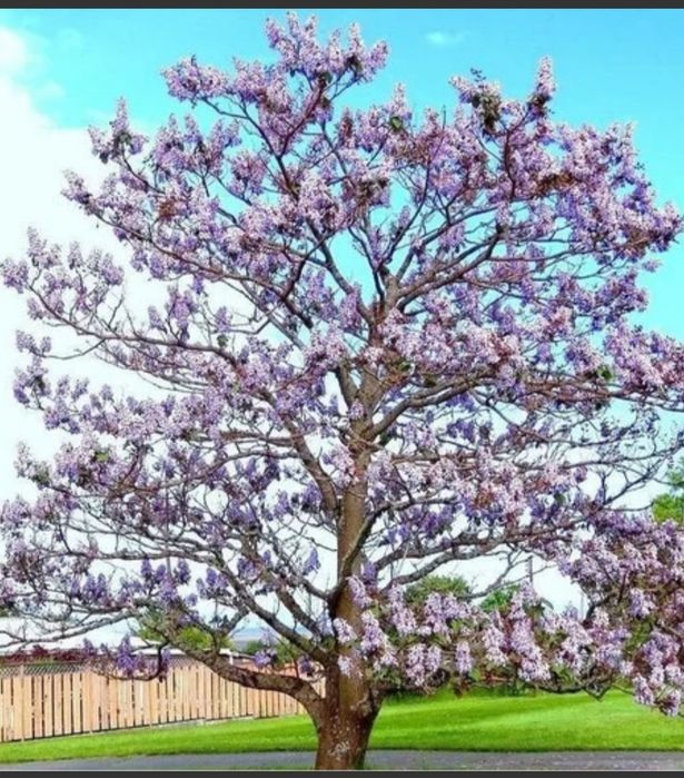 Sementes de paulownias