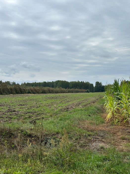 Działka na sprzedaż Lipa-Głowaczów. WARUNKI ZABUDOWY W TRAKCIE realizacji!