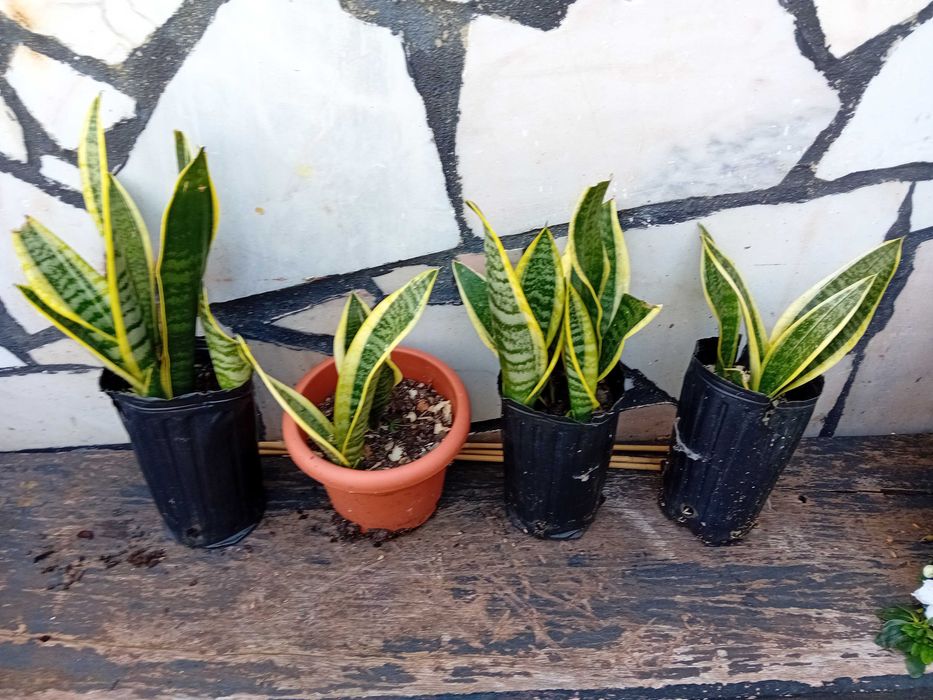 Planta - Espada de São Jorge