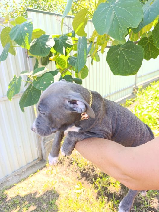 Американський підбультерєр