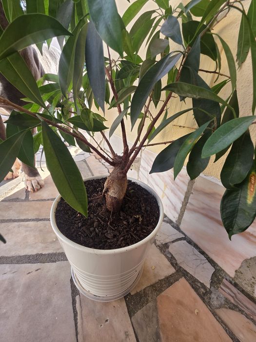 Ficus Microcarpa Ginseng