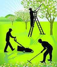 Faço limpeza de jardins terrenos e podas de árvores