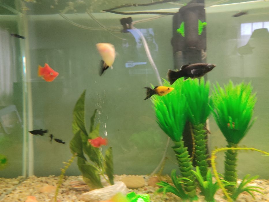 Black e yellow Mollys vendo ou troco por outras espécies