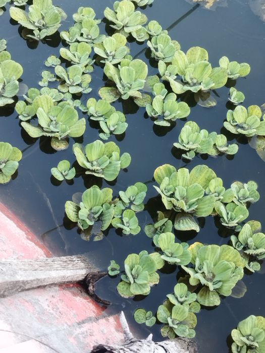 Rośliny do oczka wodnego pistia rozetkowa