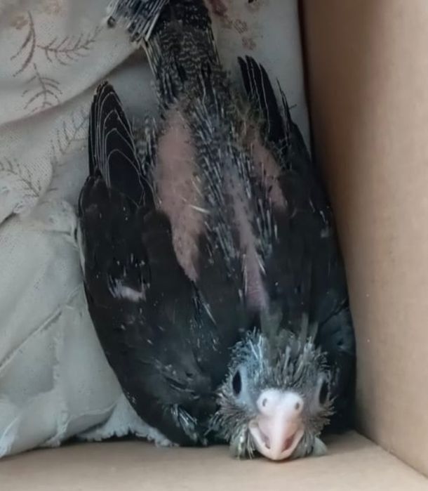 Caturras  criadas  à mão