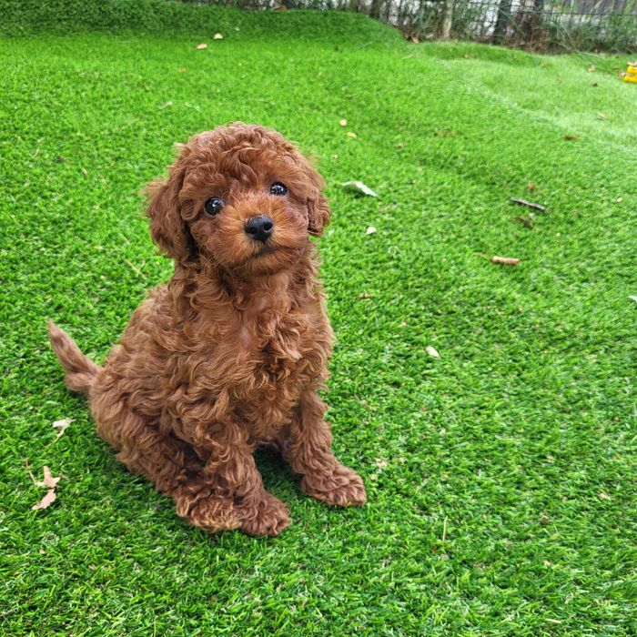 Pudel toy,red, szczenie