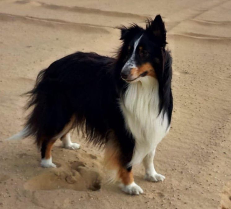 Owczarek szetlandzki piesek  tricolor.