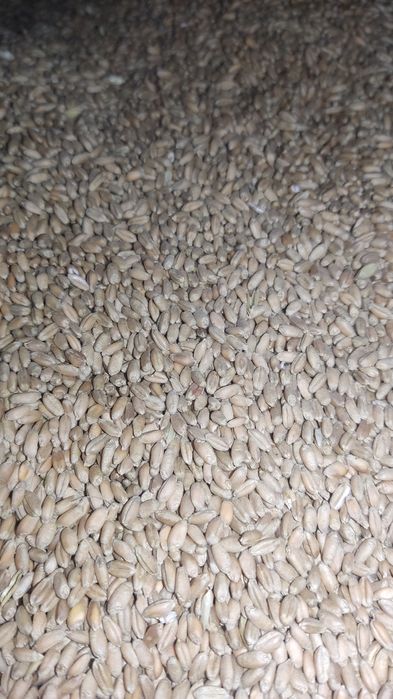 Продам пшеницу 2025