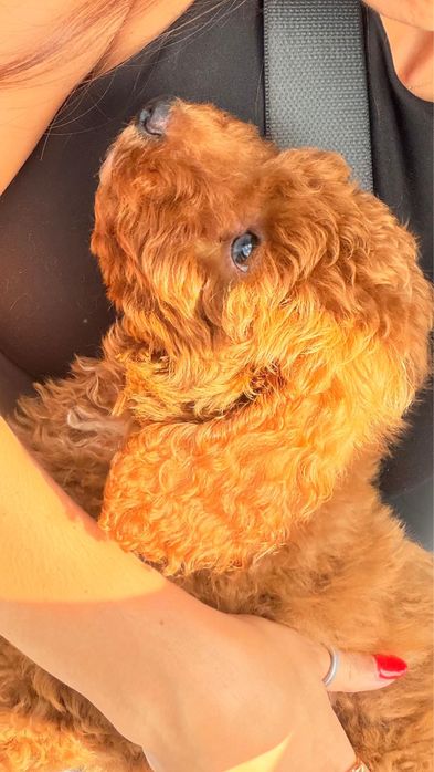 Poodle Toy vermelho  macho