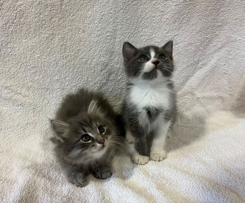 Кошенята хлопчики 1,5 місяці