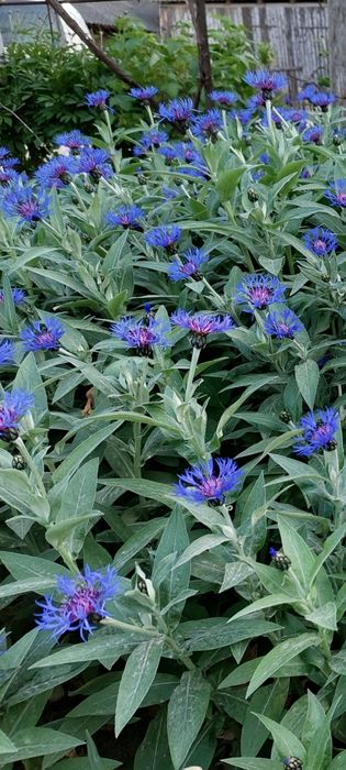 Продам квіти волошки