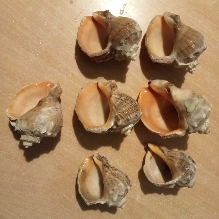 Ракушки Рапани. Дім для риби або сома