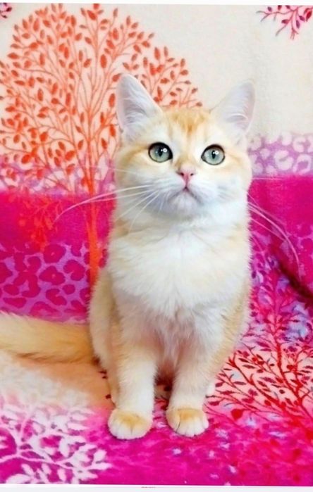 Зеленоглазая красотка девочка милашка