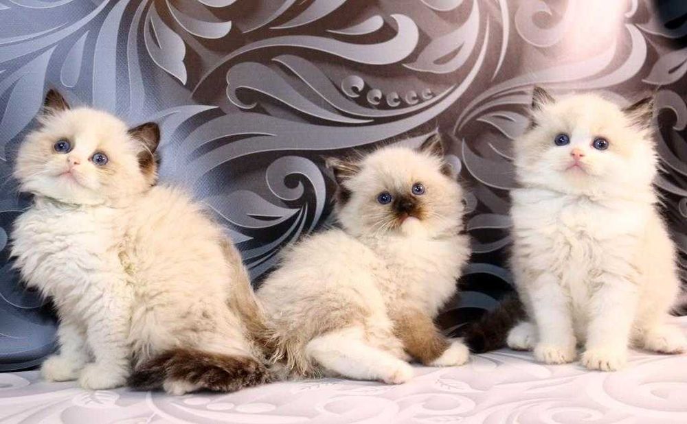Чистокровні котики з яскравими очима-Ragdoll (Регдолл