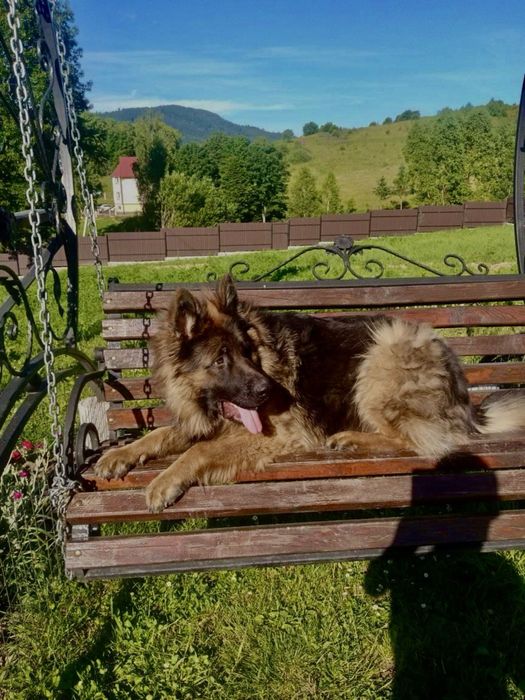 Чистокровні німецькі вівчарки