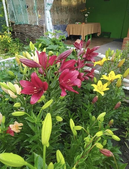 Дача з грубою, великим каміном та банею