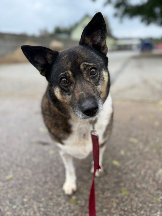 Oksa - delikatnosć w brązowym futrze