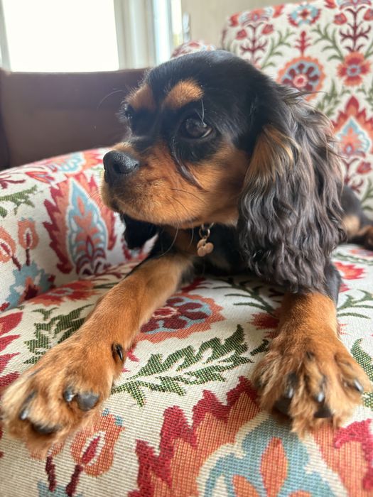 Cavalier King Charles Spaniel piesek.