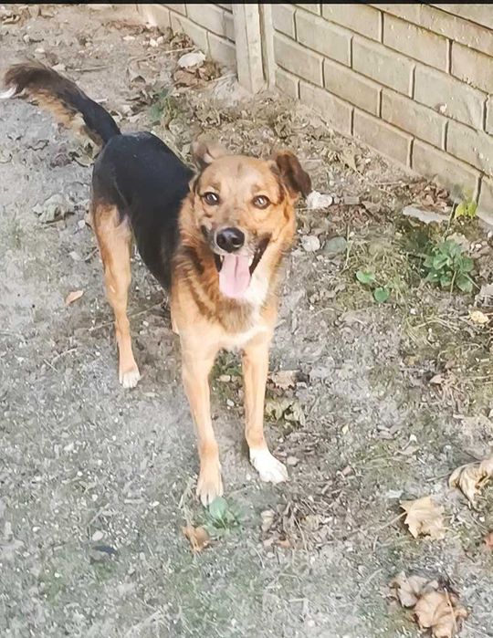 Kochany, cudny, najłagodniejszy piesek prosi o dom