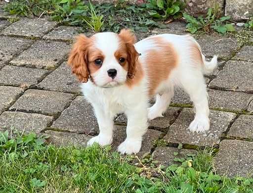 Piesek ZKwP - Cavalier King Charles Spaniel