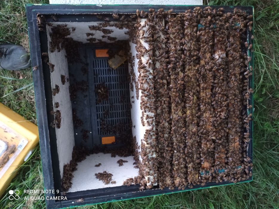 Odkłady pszczele na ramce wielkopolskiej