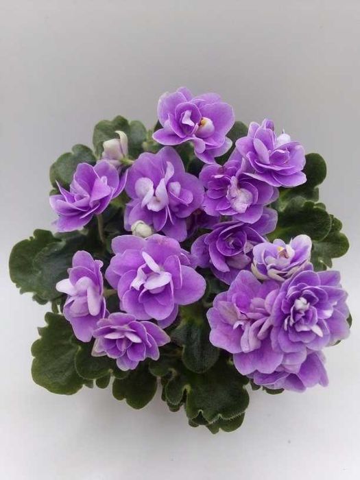 Міні та напівміні фіалки