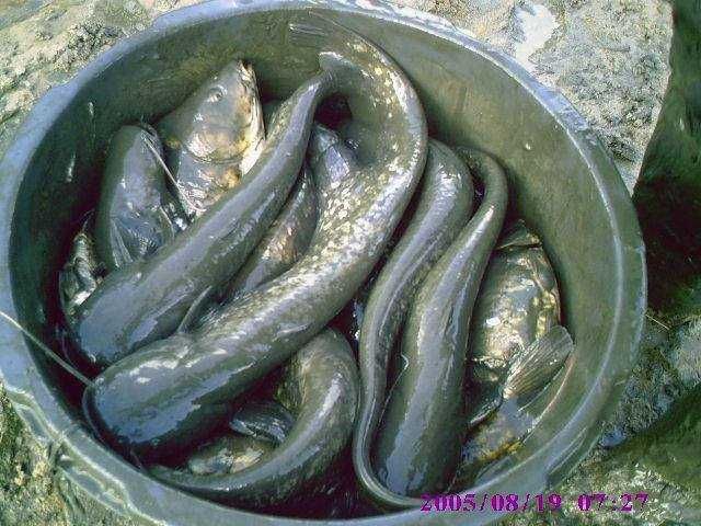 karp KARP kroczek od 17cm do 22cm 10 zł szt i inne amur tołpyga lin