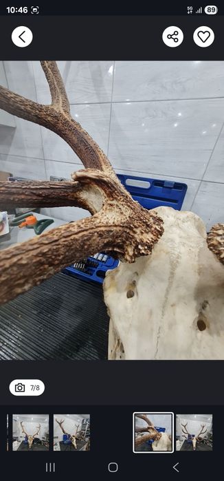 Duzy suchy  wieniec jelenia dwunastak 6,2kg ZAMIENIĘ