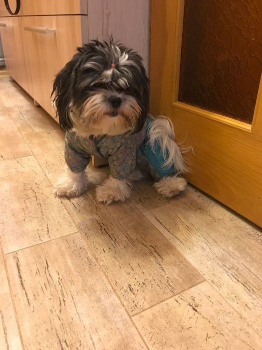 болонка мальтезе и пестрые