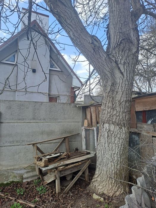 Продам дерево горіха Рівне