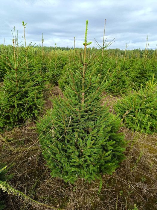 Choinki / Świerk srebrny / Świerk pospolity