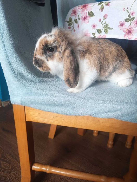 Królik samiec mini lop