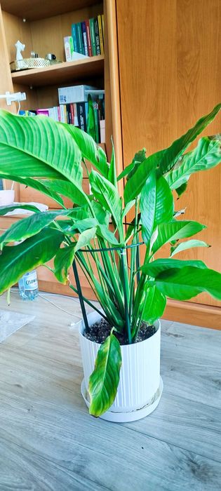 Skrzydłokwiat kwitnący na biało