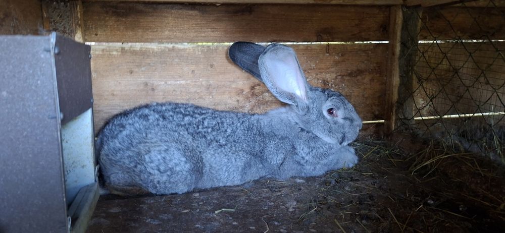 Самчик 6 місяців