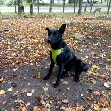 Отдам даром в хорошие руки