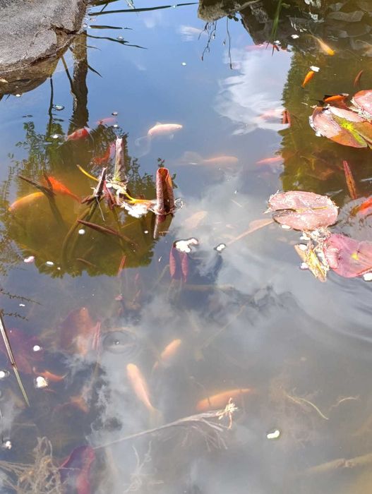 Lilie wodne różne kolory