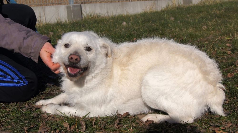 Śnieżnobiały Bentley szuka domu!