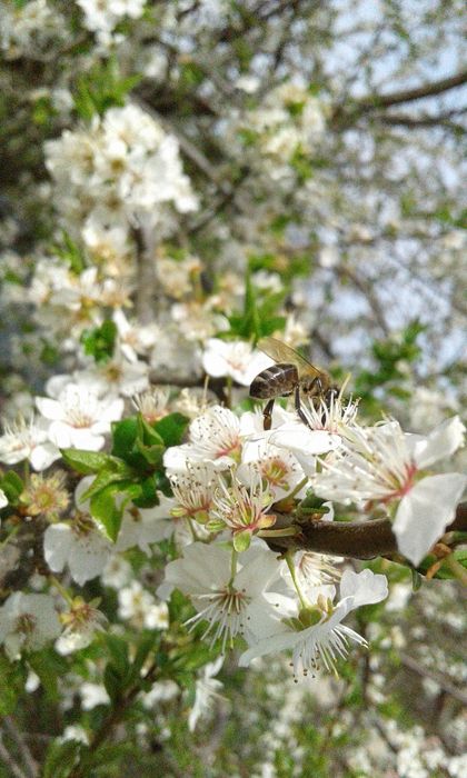 Пилок  квітковий