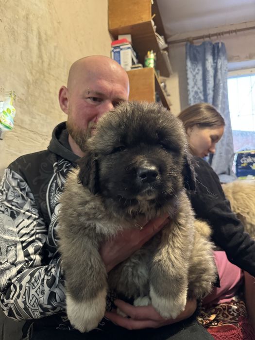 Цуценята хлопчики Кавказької Вівчарки