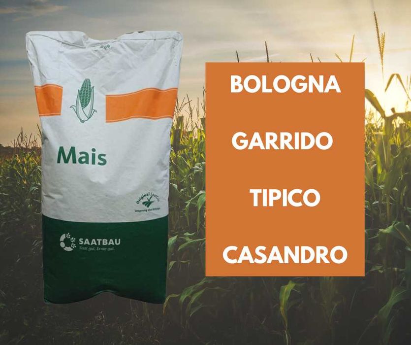 Kukurydza Saatbau Bologna Garrido Tipico Casandro