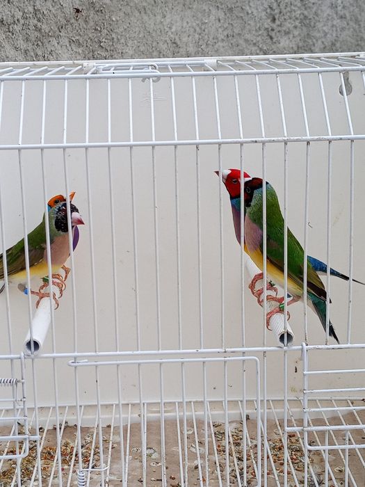 Diamantes de gould