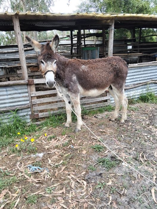 Vendo burro inteiro