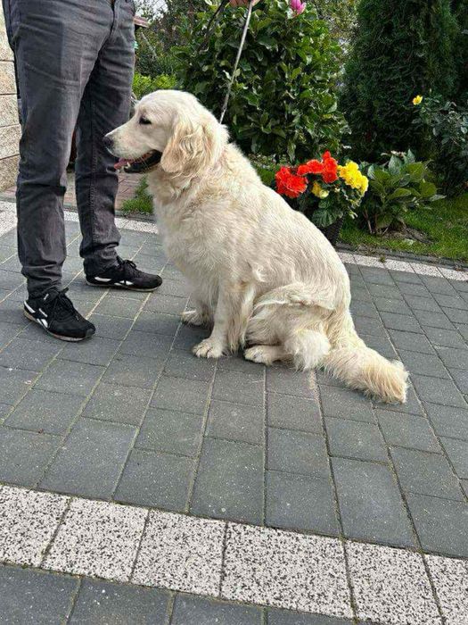 Golden retriever -piesek