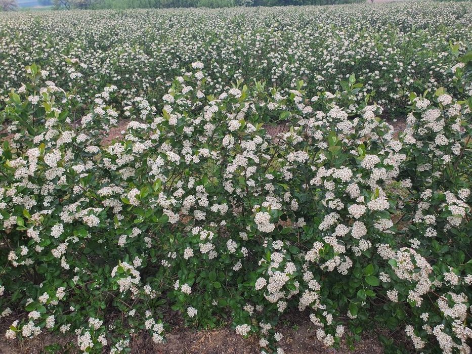 Aronia sadzonki 1-roczne i 2-letnie, aronii