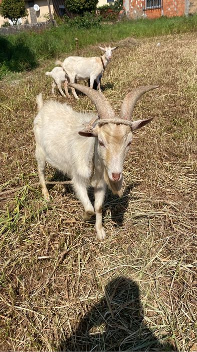 Vendo chivo raca grande com 1 ano e meio