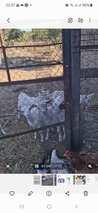 Продам козенят  чотири місяця